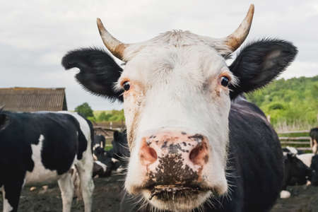 Close up portrait of curious cow among herd of cows and bulls. Dairy farm animals are grazing in paddock. Animal husbandry in the countryside.の写真素材
