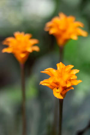 Goeppertia crocata or Calathea crocata, the saffron-coloured calathea. Beautiful orange flower with green leaves.の写真素材