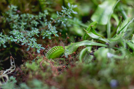 Venus flytrap or Dionaea muscipula, close up photo of carnivorous plant.の写真素材