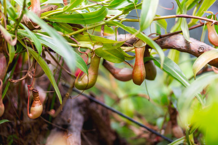 Nepenthes alata, tropical pitcher plant. Exotic plant is carnivorous and uses its nectar to attract...