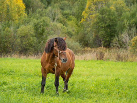 Brown horse is grazing on meadow. Farm animal walks on green grass. Animal husbandry in the countryside.の写真素材