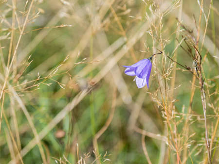 Purple bellflower on dried grass background. Natural summer or autumn backdrop.の写真素材