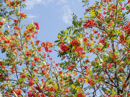 Bottom view on bright red berries of rowan on clear blue sky background. natural autumn background. Ripe berries in a sunny day of fall.の写真素材