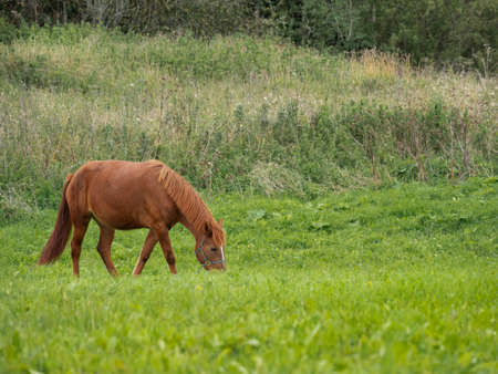 Brown horse is grazing on meadow. Farm animal walks on green grass. Animal husbandry in the countryside.の写真素材