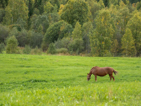 Brown horse is grazing on meadow. Farm animal walks on green grass. Animal husbandry in the countryside.の写真素材