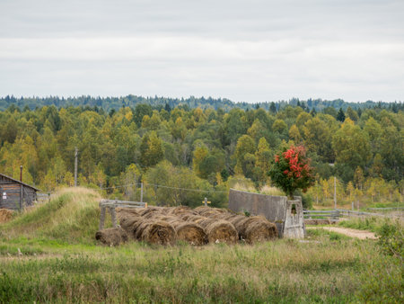 Old wooden hayloft or haymow. Rural landscape with village road and barn for hay. Agricultural building in the countryside.の写真素材