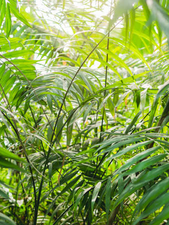Tropical plants in greenhouse. Lianas and palm tree branches with green leaves in glasshouse.の写真素材