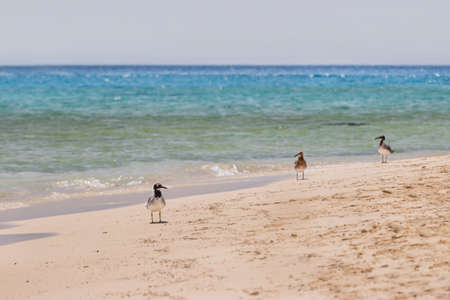Three seagulls stand in sea surf on sandy beach. Red sea coastline with sea birds. Egypt.の写真素材