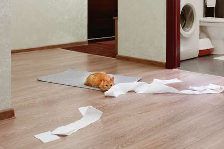 Cute ginger cat was playing with toilet paper. Fluffy pet looking scared and waiting for punishment.の写真素材