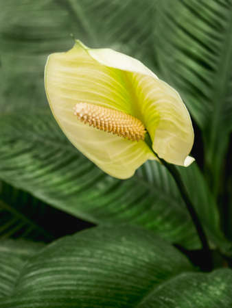 Blooming flower of Spathiphyllum. White flower of spath or peace lily among green leaves.の写真素材