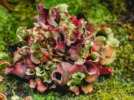 Sarracenia rosea, colorful carnivorous plant sometimes known as Burk's southern pitcher plant.