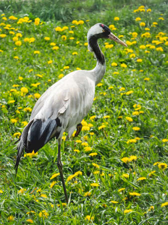 Common crane or Grus grus is standing in grass. Big bird also known as Eurasian crane.の写真素材
