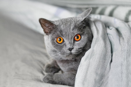 Cute gray British breed cat is lying in bed under blanket. Fluffy pet at cozy home.の写真素材