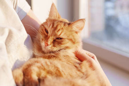 Cute ginger cat is lying on woman's hands and staring at camera. Symbol of fluffy pet adoption.の写真素材