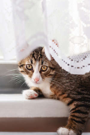 Cute kitten is hiding on window sill behind laced curtains. Fluffy pet at home.の写真素材