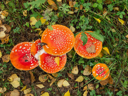 Top view on dangerous and poisonous fly agaric mushrooms growing among grass.の写真素材