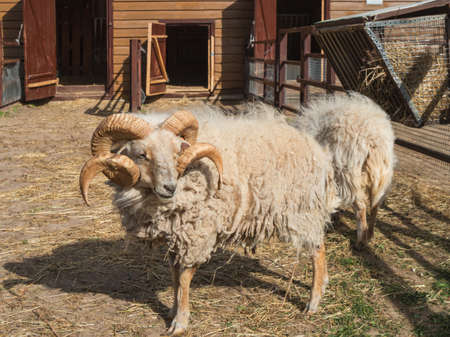 Portrait of male mini sheep or Ovis aries. Furry farm animal in paddock near barn. animal husbandry.の写真素材