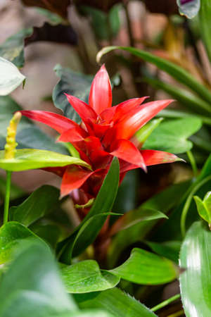 Guzmania or tufted airplant. Bright and colorful flower in bloom.の写真素材