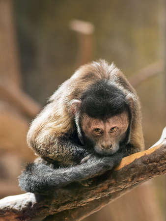 Mindful Black Capuchin or Sapajus Nigritus, also known as Black-horned Capuchin. Brown-colored monkey deep in thoughts.の写真素材