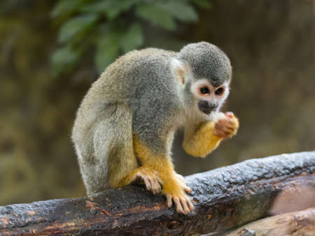 Common squirrel monkey is perching on tree branch. Saimiri sciureus is eating something.の写真素材