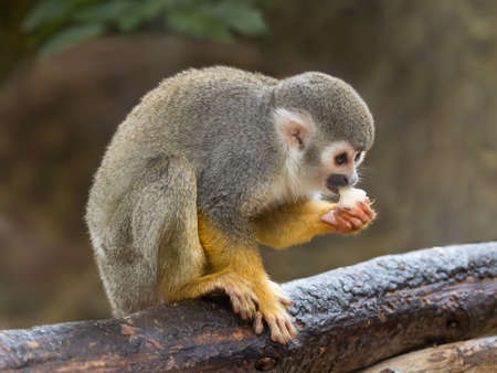 Common squirrel monkey is perching on tree branch. Saimiri sciureus is eating something.の写真素材