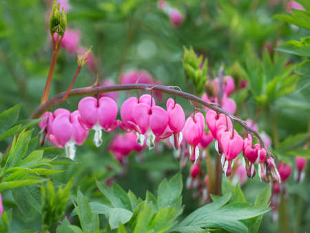Flowering plant Lamprocapnos spectabilis, bleeding heart, fallopian buds or Asian bleeding-heart. Bright pink flowers in bloom. summer natural background.の写真素材