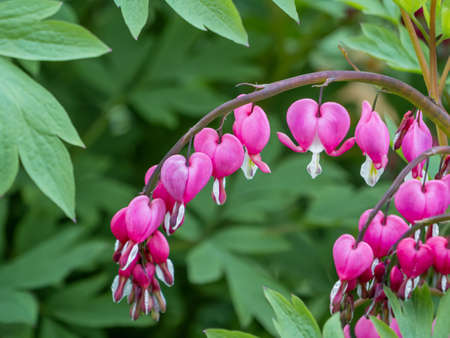 Flowering plant Lamprocapnos spectabilis, bleeding heart, fallopian buds or Asian bleeding-heart. Bright pink flowers in bloom. summer natural background.の写真素材