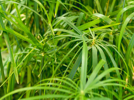 Full framed photo of Cyperus alternifolius, umbrella papyrus, umbrella sedge or umbrella palm. Green foliage of a grass-like plant.の写真素材