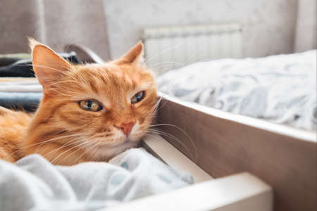 Ginger cat is sleeping in chest of drawers. Fluffy pet has a rest among folded clothes. Domestic animals in the bedroom.の写真素材