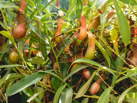 Nepenthes alata, tropical pitcher plant. Exotic plant is carnivorous and uses its nectar to attract insects that drown in the pitcher and are digested by the plant.の写真素材