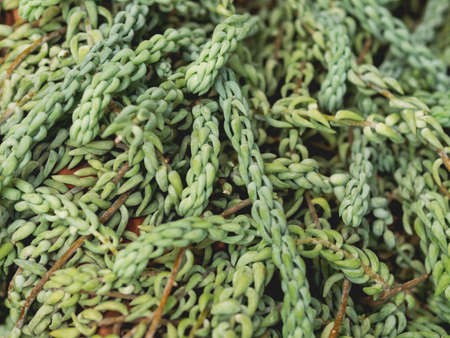 Full framed photo of Sedum morganianum, donkey tail or burro's tail. Green foliage of succulent perennial plant.の写真素材
