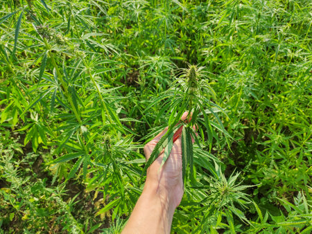 Agricultural field of hemp. Growing annual herbaceous flowering plant for industrial needs. Woman holding green leaves of cannabis.の写真素材
