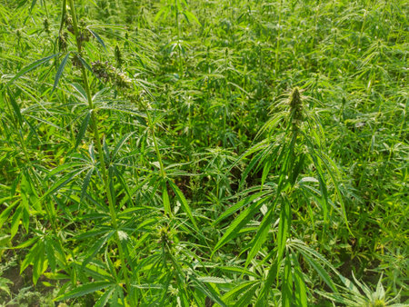 Agricultural field of hemp or cannabis. Growing annual herbaceous flowering plant for industrial needs.の写真素材