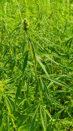 Agricultural field of hemp or cannabis. Growing annual herbaceous flowering plant for industrial needs.の写真素材