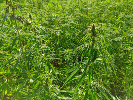 Agricultural field of hemp or cannabis. Growing annual herbaceous flowering plant for industrial needs.の写真素材