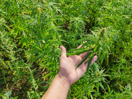 Agricultural field of hemp. Growing annual herbaceous flowering plant for industrial needs. Woman holding green leaves of cannabis.の写真素材