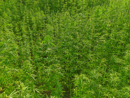 Agricultural field of hemp or cannabis. Growing annual herbaceous flowering plant for industrial needs.の写真素材