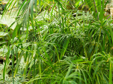 Full framed photo of Cyperus alternifolius, umbrella papyrus, umbrella sedge or umbrella palm. Green...
