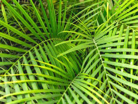 Tropical plants in greenhouse. Lianas and palm tree branches with green leaves in glasshouse.