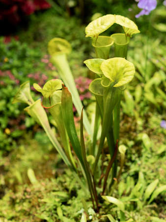 Sarracenia oreophila, also known as green pitcherplant. Close up photo of carnivorous plant.の写真素材