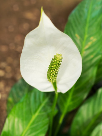 White flower of Spathiphyllum or spath. Blooming Peace lily. Flowering plant grows in greenhouse or home.の写真素材