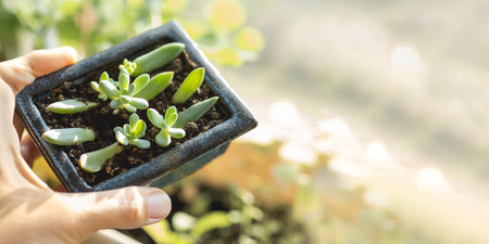 Woman holding flower pot with small succulents. Growing and reproduction new Echeveria plants from leaves. Horizontal banner with copy space.の写真素材
