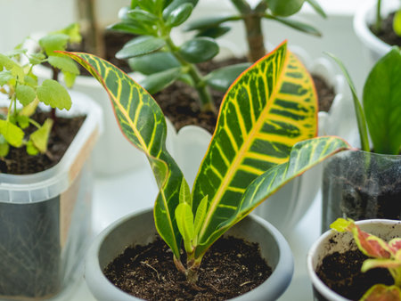 Codiaeum variegatum or fire croton, garden croton, or Croton variegatum. Growing tropical plant with colorful leaves at home as anti stress botanical hobby.の写真素材