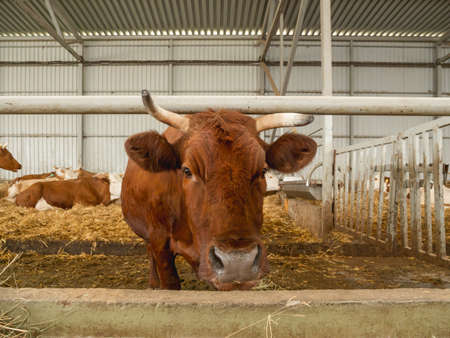 Brown cow chewing hay. Herd of cows and bulls in cowshed. animal husbandry. Mammals on farm.の写真素材