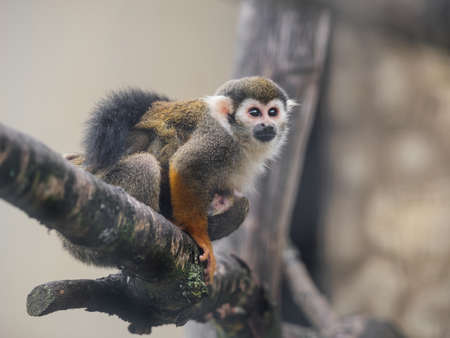 Family of Common squirrel monkeys. Female and baby Saimiri sciureus are perching on tree branch.の写真素材