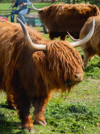 Highland Scottish breed of rustic cattle. Furry cows eat fresh grass in paddock.の写真素材