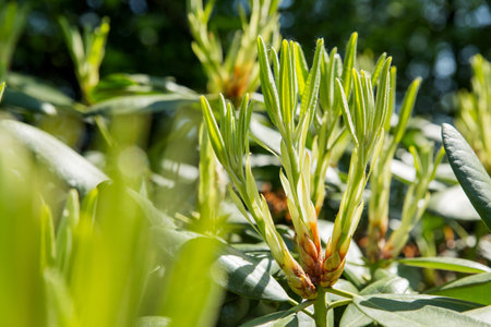 Rhododendron buds and leaves. Sunny spring morning in garden.の写真素材