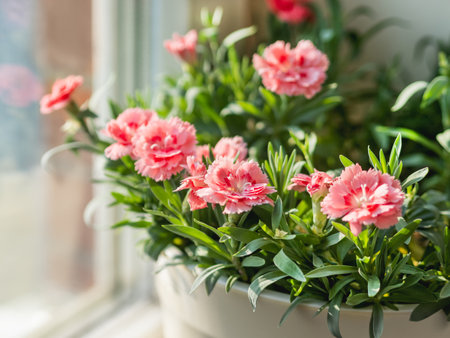 Blooming carnation flower. Growing flowering plants at home. Gardening on window sill as an anti stress hobby.の写真素材