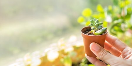 Woman holding flower pot with small succulent. Growing and reproduction new Echeveria plant from leaf. Horizontal banner with copy space.の写真素材