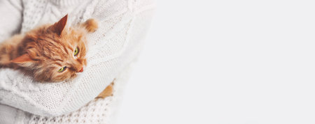 Woman in white cable-knit sweater holds ginger cat on hands. Fluffy pet with displayed face expression. Light banner with copy space.の写真素材